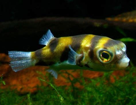 amazon puffer fish food